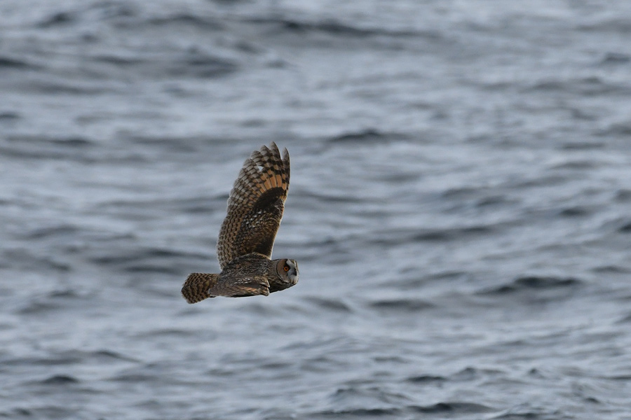 Long-eared Owl