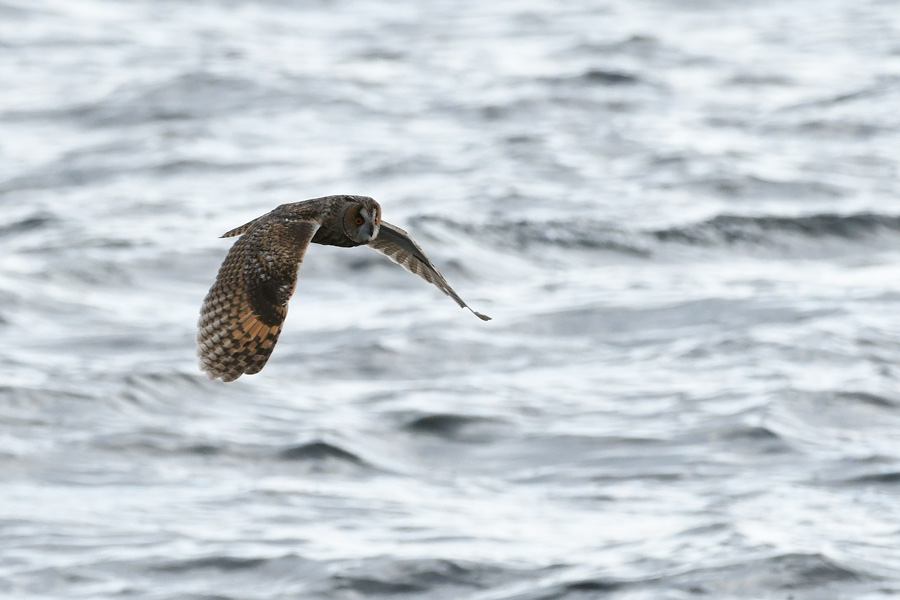 Long-eared Owl