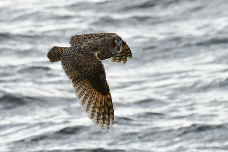 Long-eared Owl