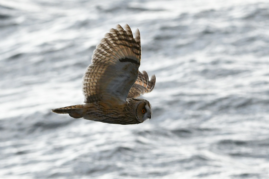 Long-eared Owl