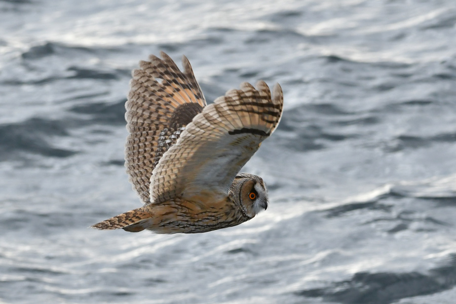 Long-eared Owl