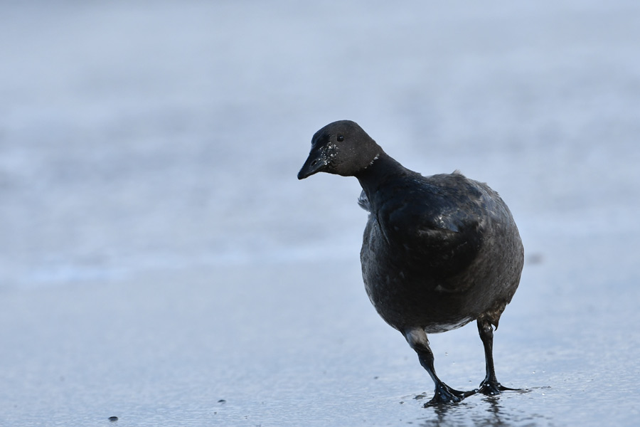 Brent Goose