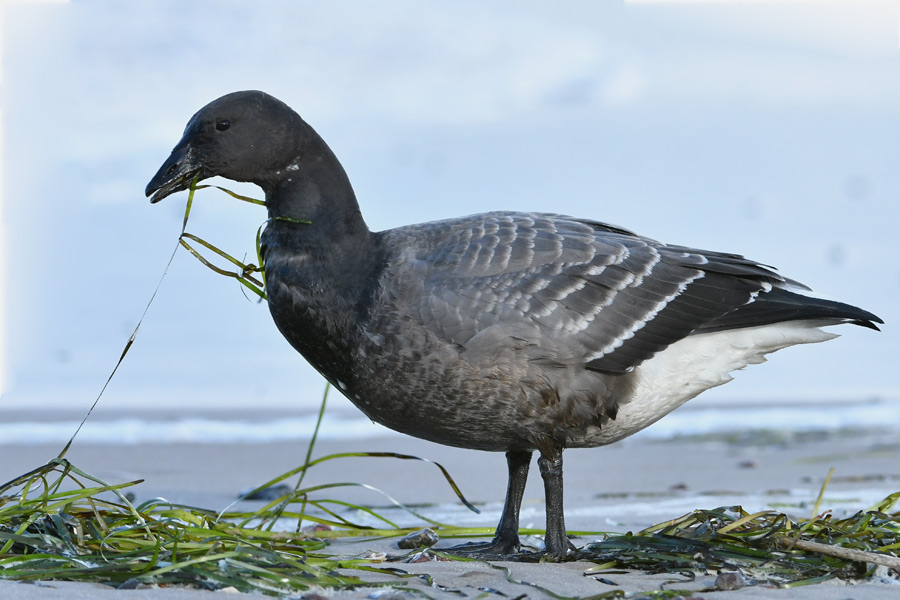 Brent Goose