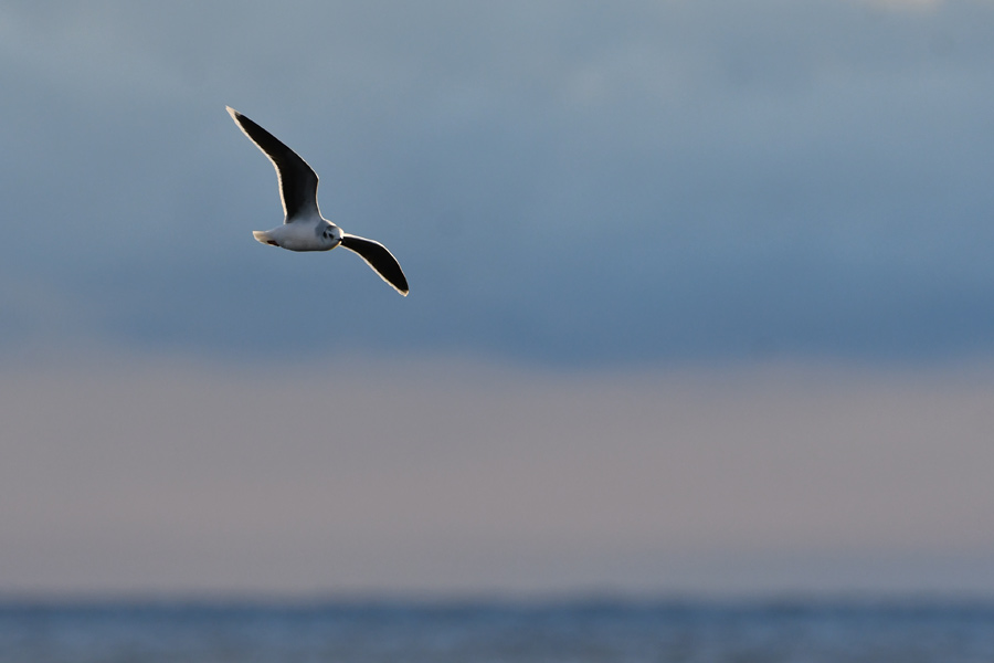 Little Gull