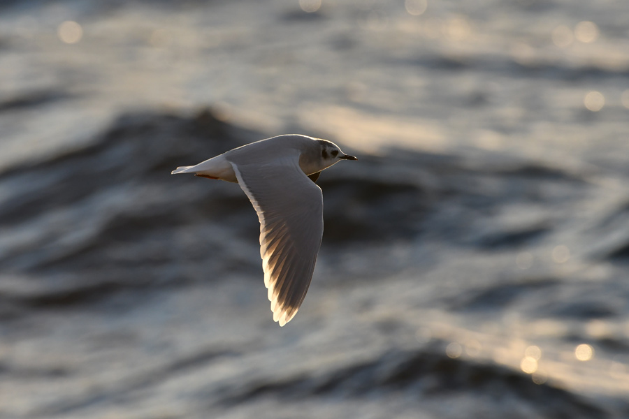 Little Gull