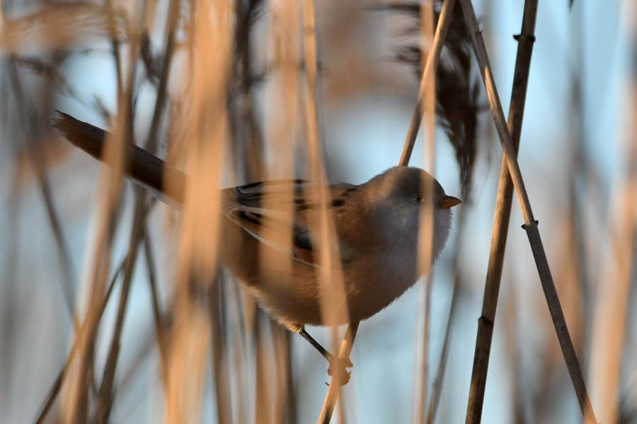 Bearded Reedling