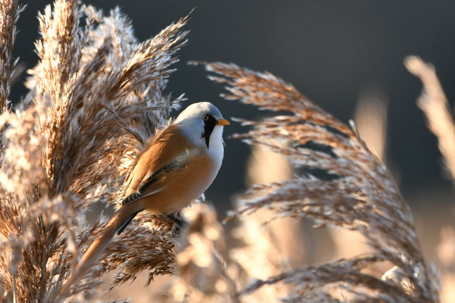 Bearded Reedling