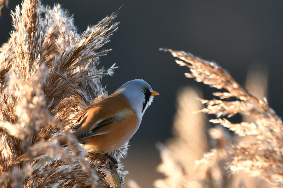 Bearded Reedling