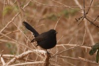 Black Scrub Robin