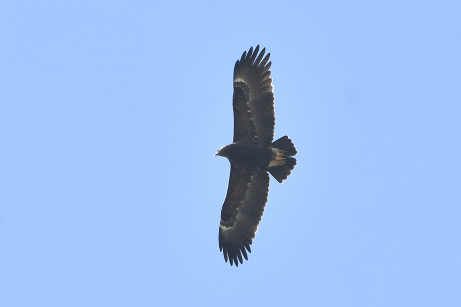 Greater Spotted Eagle