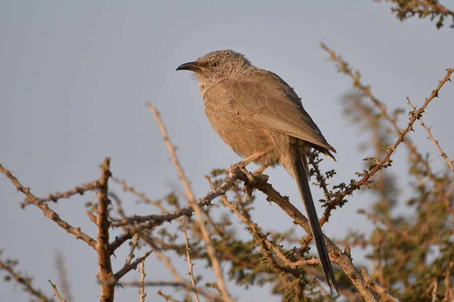 Arabian Babbler
