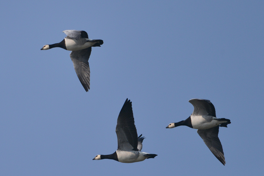 Barnacle Goose