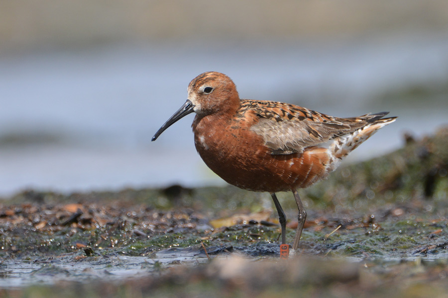 Curlew Sandpiper
