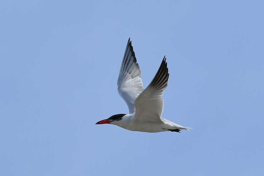 Caspian Tern