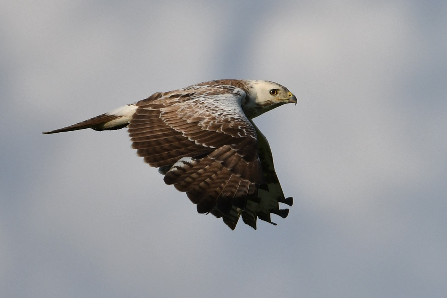 Common Buzzard