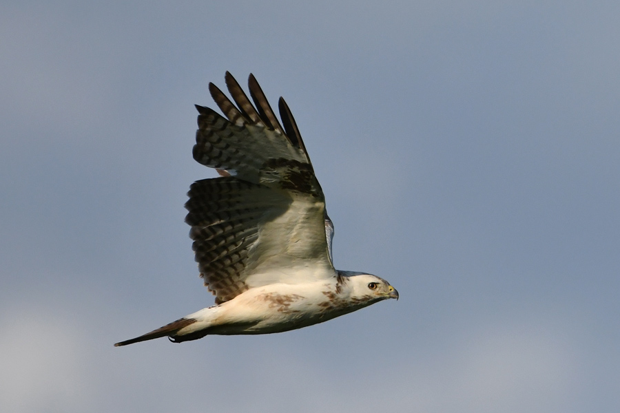 Common Buzzard