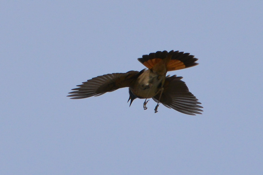 Bluethroat