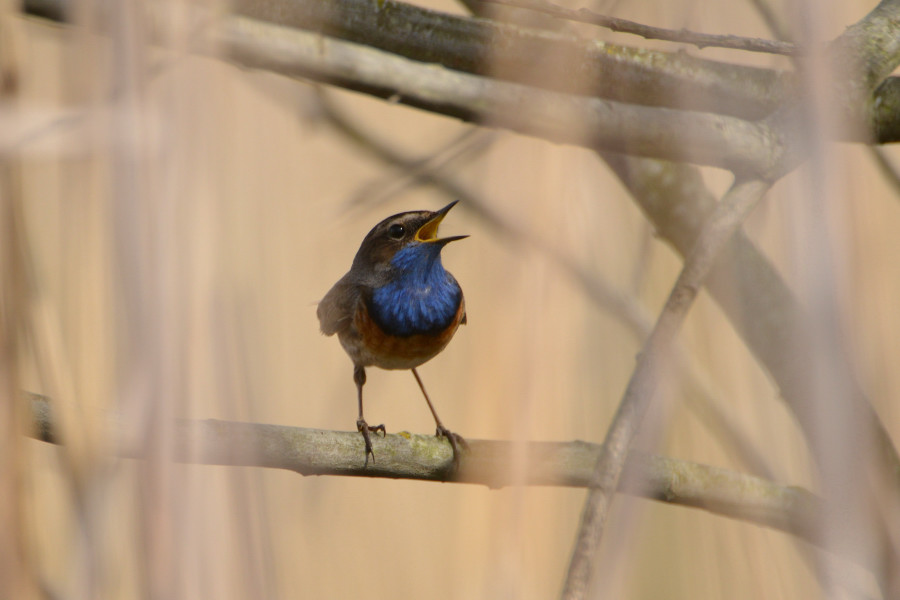 Bluethroat