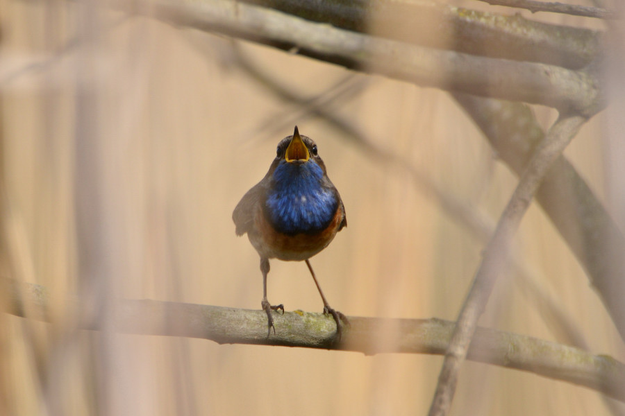 Bluethroat