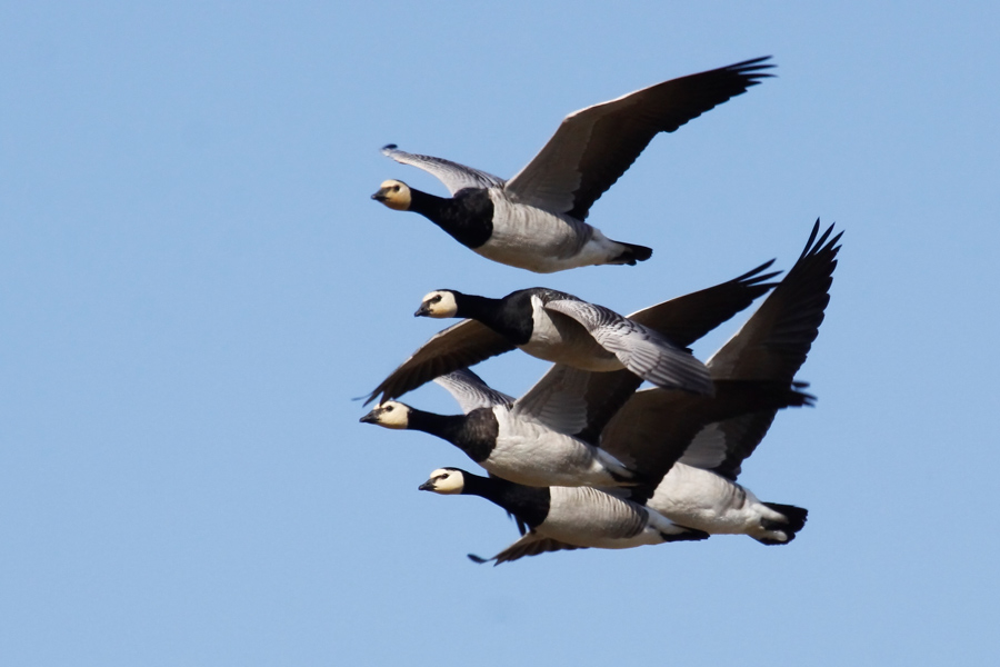 Barnacle Goose