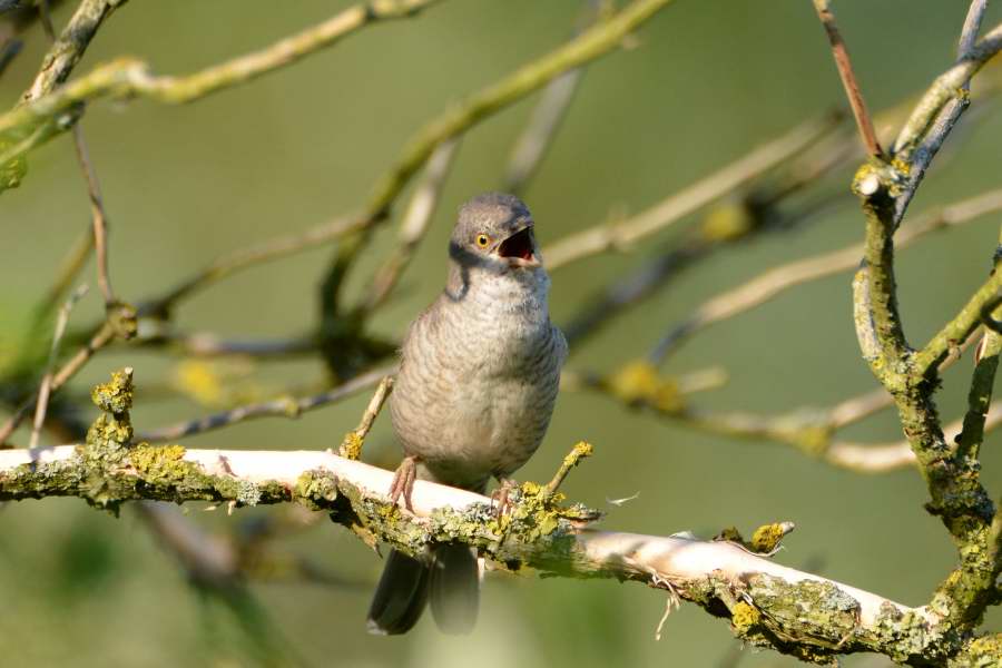 Barred Warbler