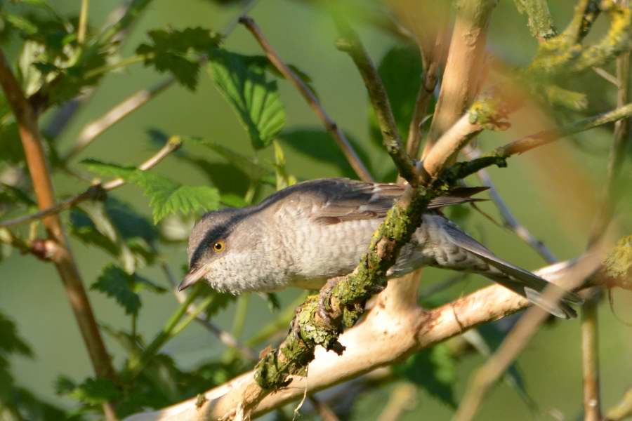 Barred Warbler