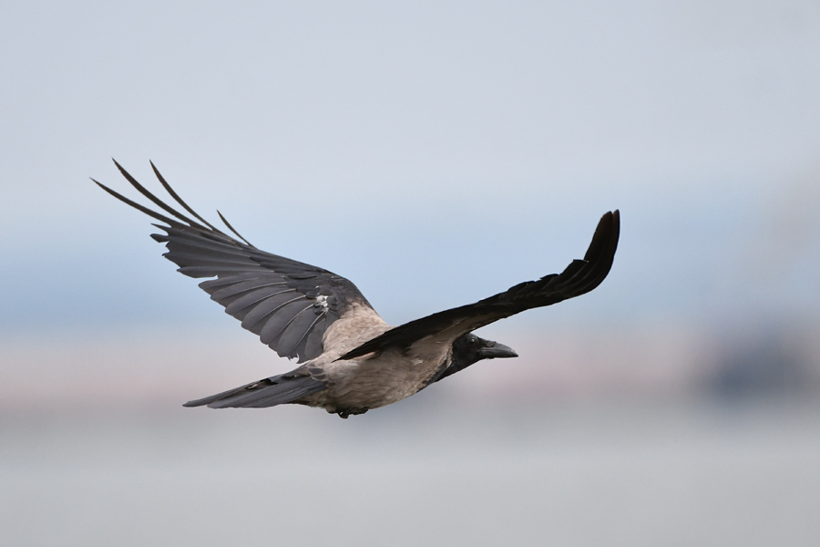 Hooded Crow