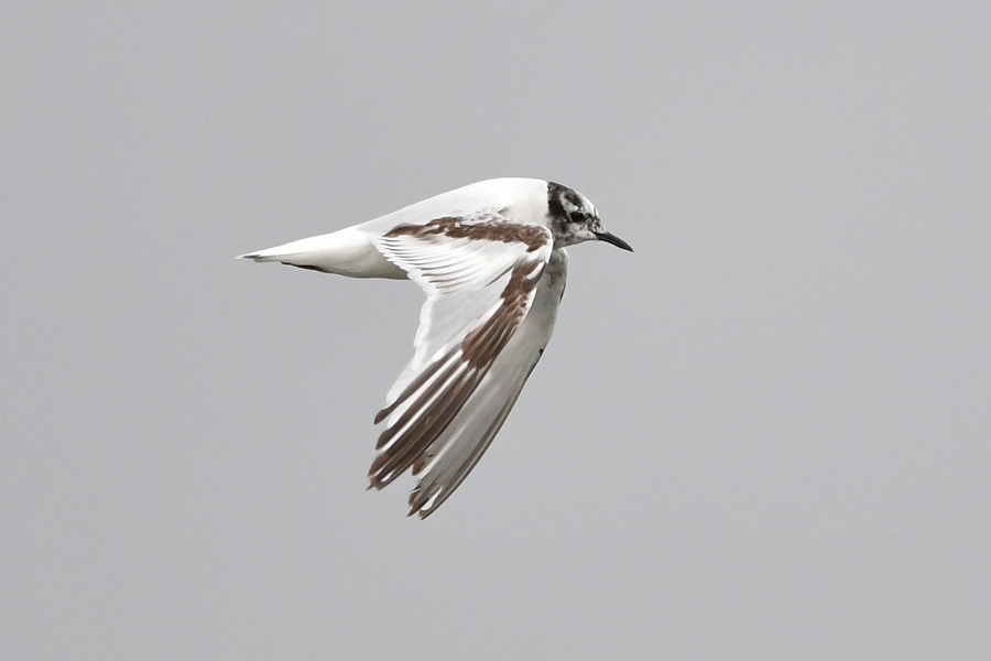 Little Gull