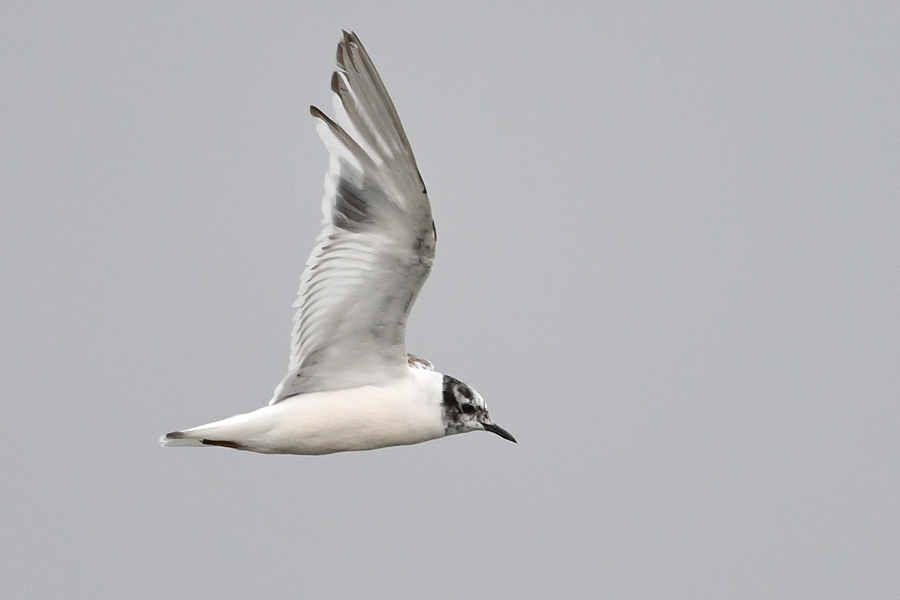 Little Gull