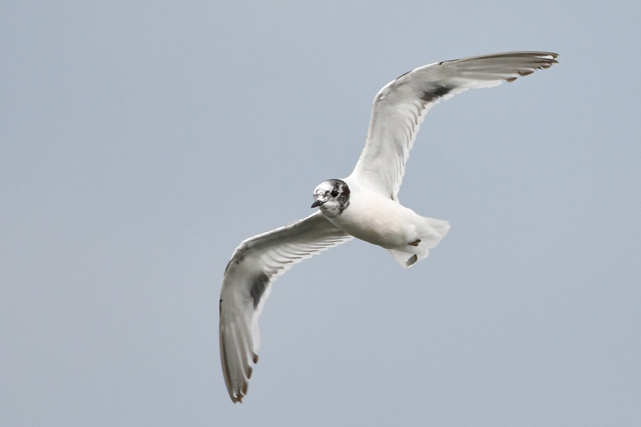 Little Gull