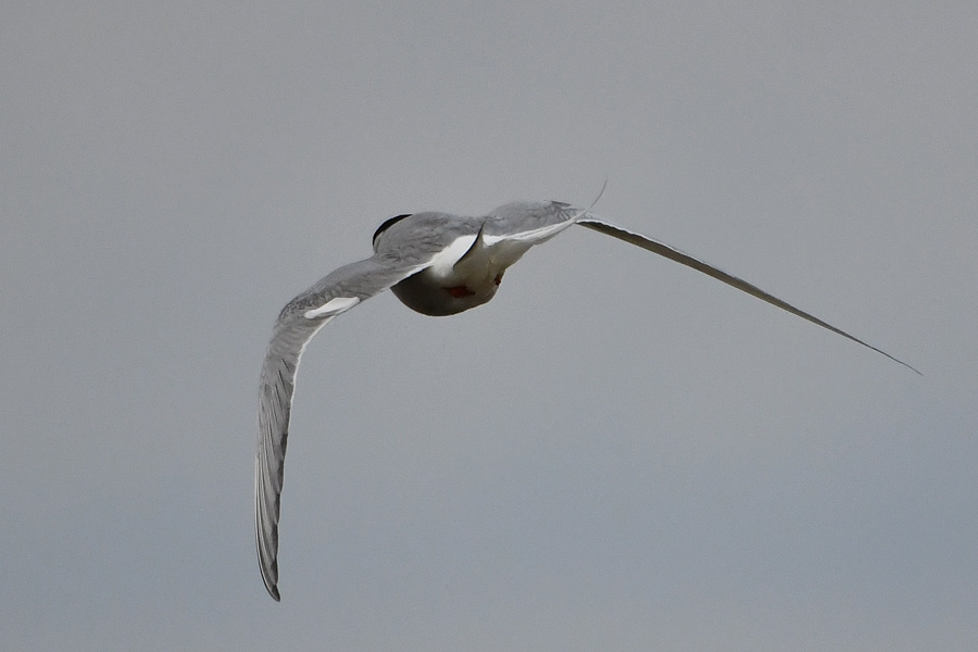 Arctic Tern