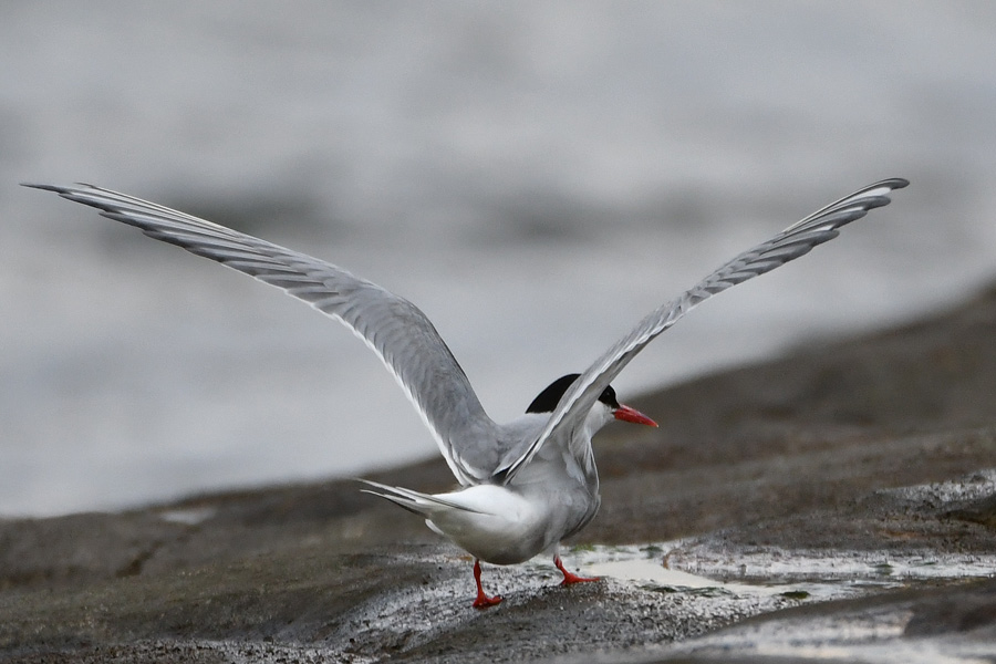 Arctic Tern