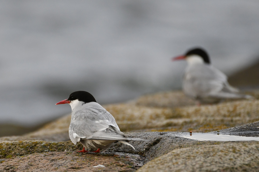 Arctic Tern