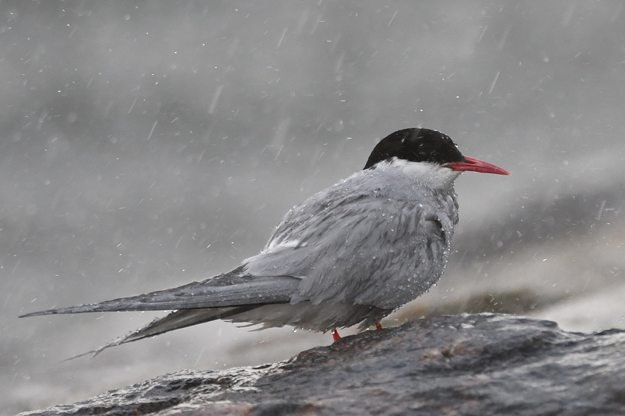 Arctic Tern