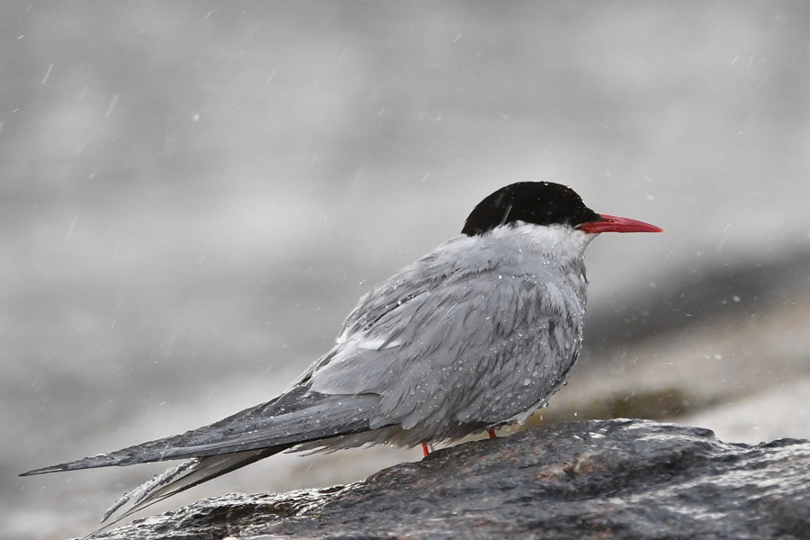 Arctic Tern