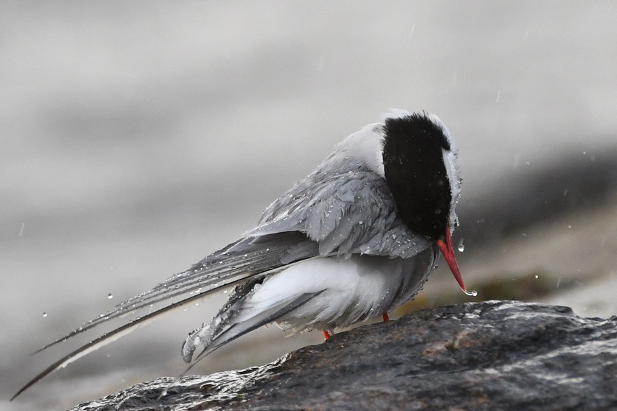 Arctic Tern