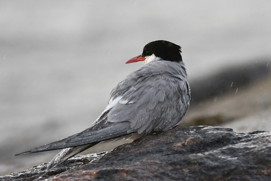 Arctic Tern