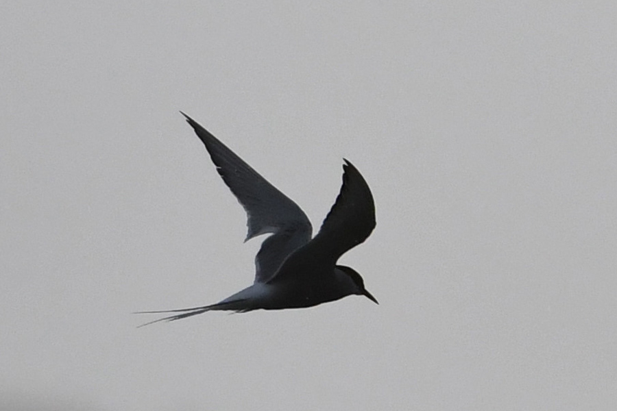 Arctic Tern