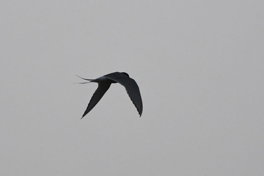 Arctic Tern