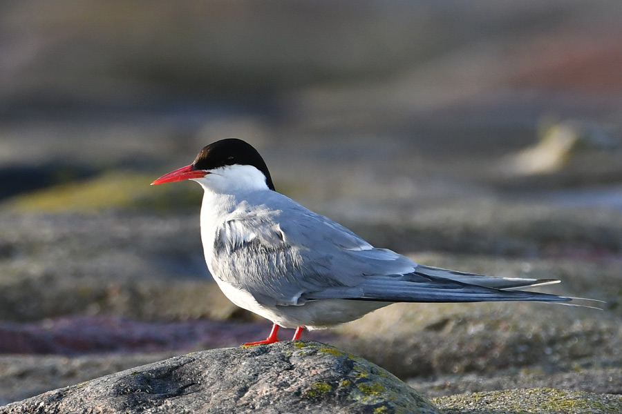 Arctic Tern