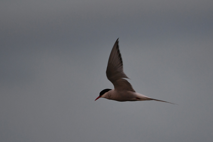 Arctic Tern