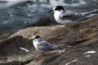 Little and Arctic Terns