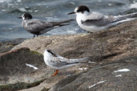 Little, Arctic and Black Terns