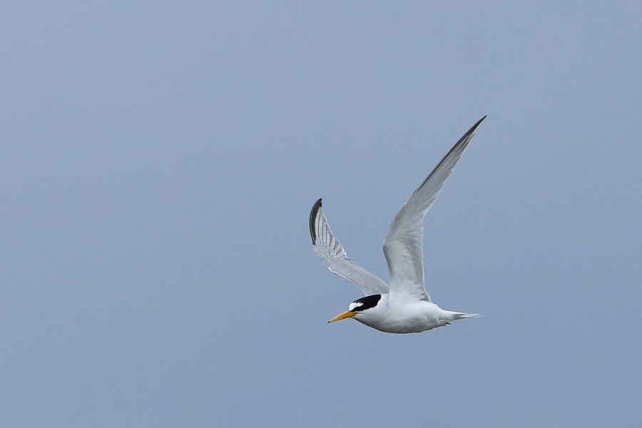 Little Tern