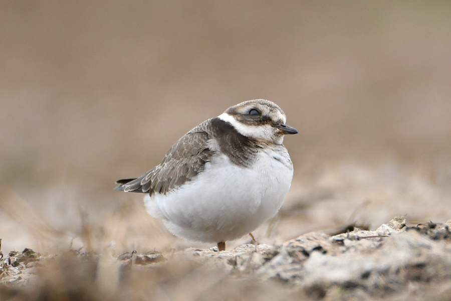 Common Ringed Plover