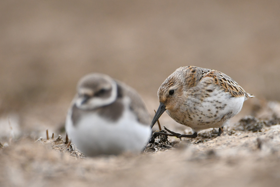 Dunlin&Common Ringed Plover