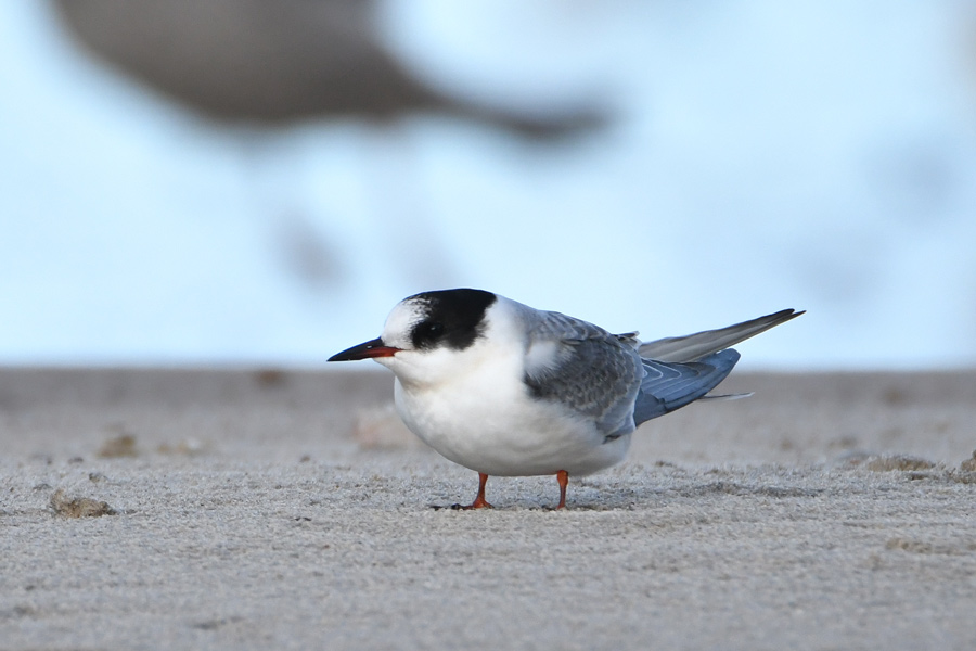 Arctic Tern