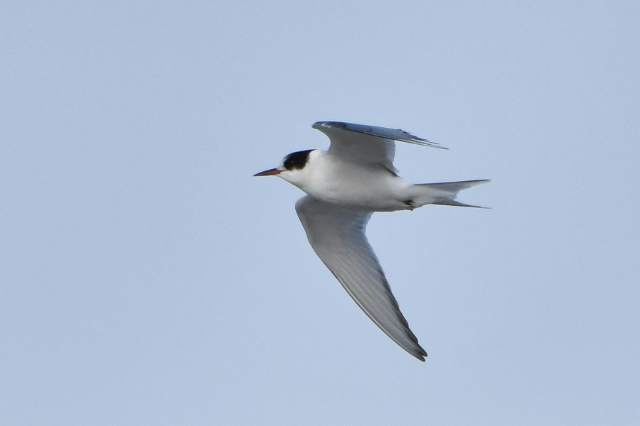 Arctic Tern