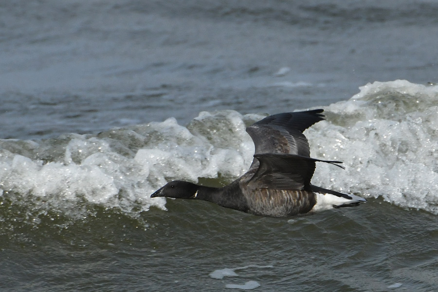 Brant Goose