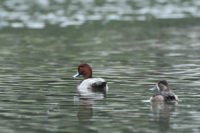 Redhead & Ring-necked Duck